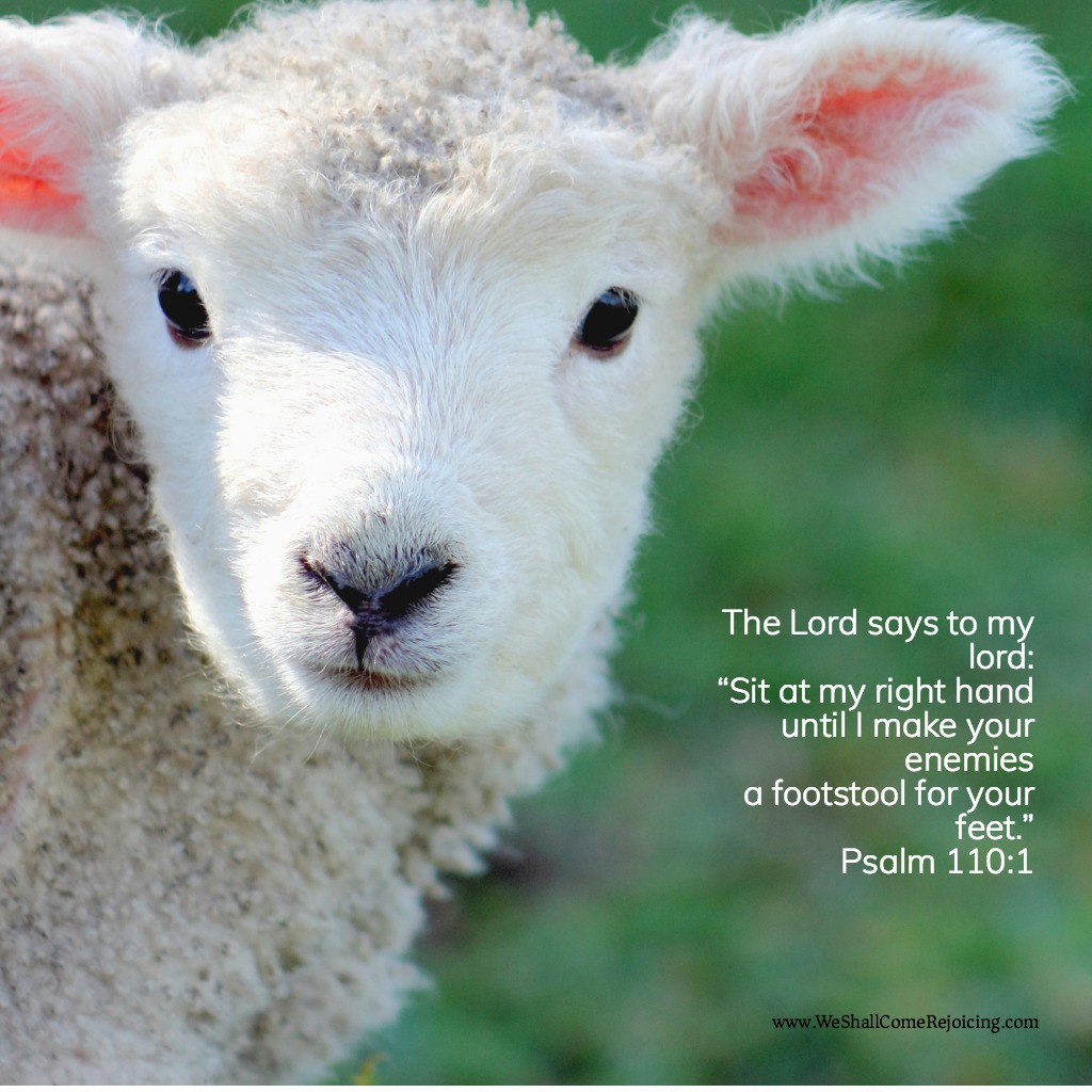 spring-lamb-picture-id587218160.jpg