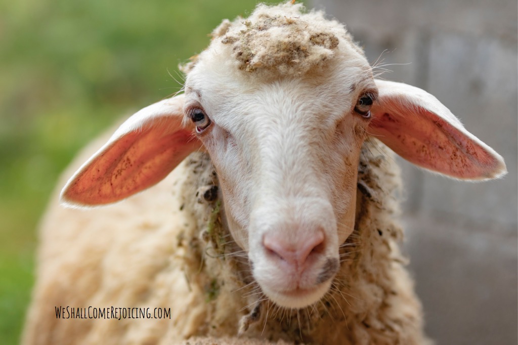 sheep-close-up-looking-at-the-camera-picture-id1071343682.jpg